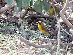 Male at Mailee Thaatch (11,000 ft.) in Kullu - Manali District of Himachal Pradesh, India