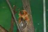 An endangered golden lion tamarin at the Potawatomi Zoo in April 2012.