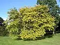 'Lutescens', Hillier Arboretum (August 2007)