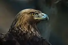 Golden Eagle