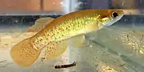 Golden topminnow, Fundulus chrysotus, Mississippi