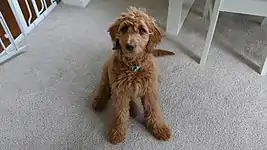 Brown Goldendoodle