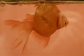 Swim bladder disease has resulted in this female ryukin goldfish floating upside down