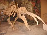 Gomphotherium