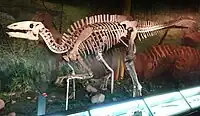 Hadrosauroid Dinosaur skeleton found on (and named for) Mazongshan: Gongpoquansaurus mazongshanensis.