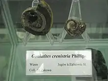 Goniatites crenistria from Poland