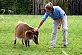 Good Red River Hog with trainer