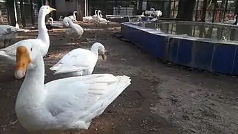 Goose in VOC zoological garden, Coimbatore