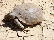 Desert tortoise