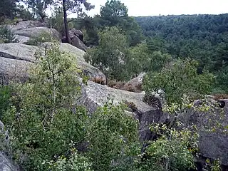 View of the forest of Fontainebleau in Seine-et-Marne