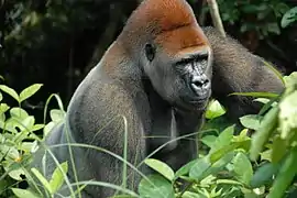 Silverback gorilla