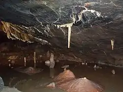 Dark brown cave interior with water. A white vertically hanging stalagmite shown above a brown mound on the cave floor