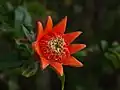 Pomegranate sepals and drying stamens after fertilization and petal fall