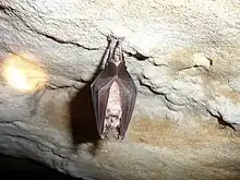 Photograph of a Greater horseshoe bat hanging from the roof of a cave