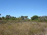 Sertão in the Grande Sertão Veredas National Park