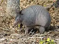 Nine-banded armadillo (Dasypus novemcinctus)