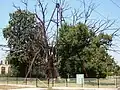 The Granit oak in August 2011