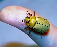 Grapevine Beetle (Pelidnota punctata) on thumb for size comparison