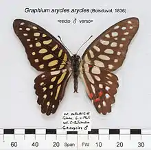 Spotted jay(Graphium arycles)