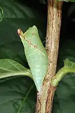 Pupa