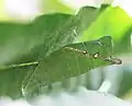 Pupa of the tailed jay