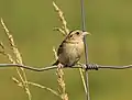 Grasshopper sparrow