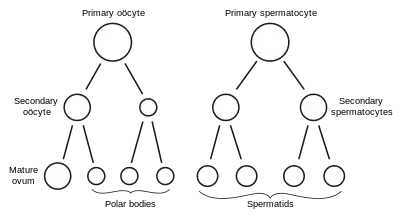 Scheme showing analogies in the process of maturation of the ovum and the development of the spermatids.