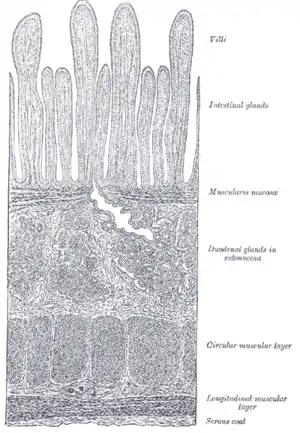 Section of duodenum of cat. X 60