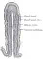 Vertical section of a villus from the dog's small intestine. X 80. (Simple columnar epithelium labeled at right, third from top.)