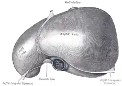 The superior surface of the liver.