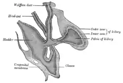 Depiction of the developing renal pelvis.