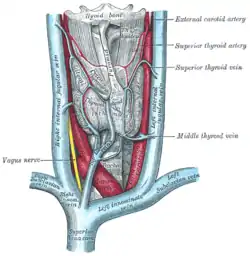 The thyroid gland and its relations