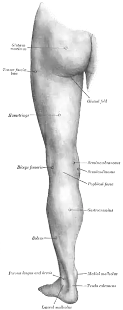 Back of the left thigh, with the position of the tensor fasciae latae indicated.