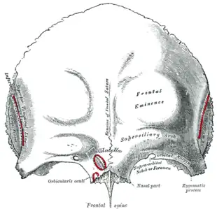 Outer surface of frontal bone.