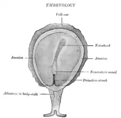 Surface view of embryo of Hylobates concolor.