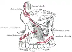 Left maxilla, outer surface