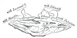 Right inferior nasal concha. Medial surface.