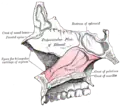 Median wall of left nasal cavity showing vomer in situ.