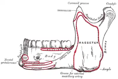 Left side, lateral view (further from spine)