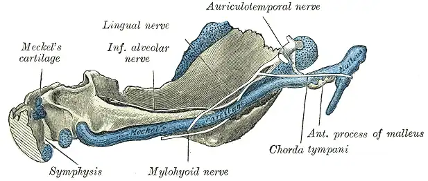 Mandible of human embryo 95 mm. long. Inner aspect. Nuclei of cartilage stippled.