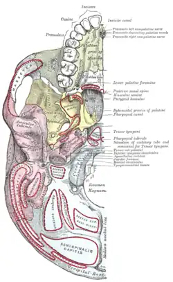 Base of skull, interior surface