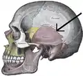 Side view of the skull. Squamosal suture indicated by the black arrows.