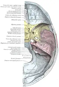 Floor of the skull.