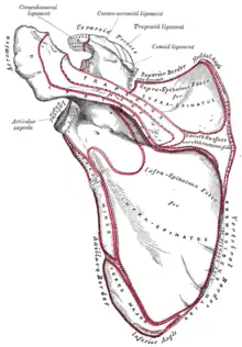 Posterior surface of scapula. Deltoid tubercle is not labeled. But visible at center.