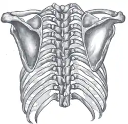 Orientation of the rib cage on the vertebral column