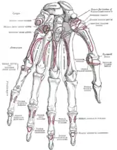 Bones of the left hand. Volar surface showing its insertion into the pisiform bone and then via ligaments into the hamate bone and 5th metacarpal bone, acting to flex and adduct the wrist joint.