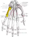 Palmer view of the left hand (fifth metacarpal shown in yellow).