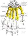 Metacarpus (yellow). Insertions are shown in red. Left hand, anterior (palmar) view.