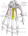 Palmer view of the left hand (third metacarpal shown in yellow).