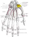 Bones of the left hand. Palmar surface. Trapezium shown in yellow.